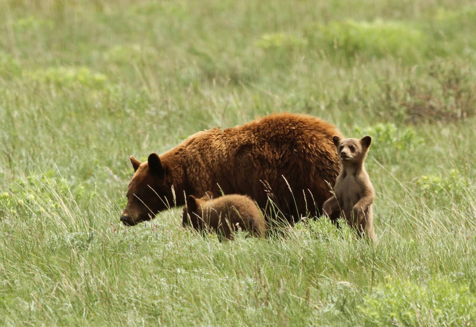 Μια αρκούδα με τους Cubs της στο Εθνικό Πάρκο Glacier, Montana.