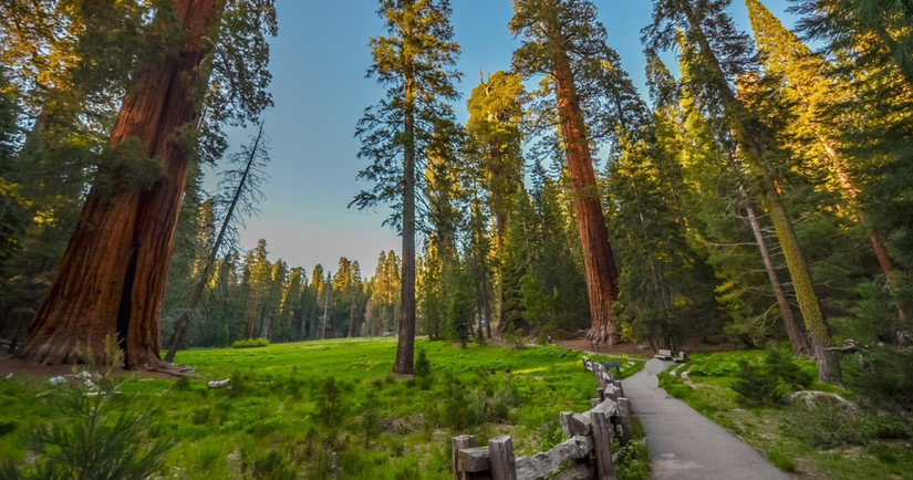 Giant Redwood δέντρα στο Εθνικό Πάρκο Sequoia και Kings Canyon, Καλιφόρνια