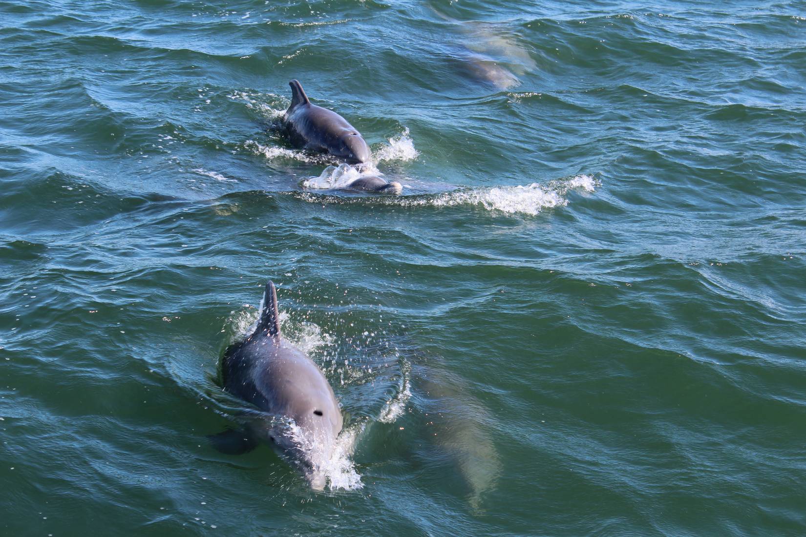 Δελφίνια στο Ocean Port Aransas Texas