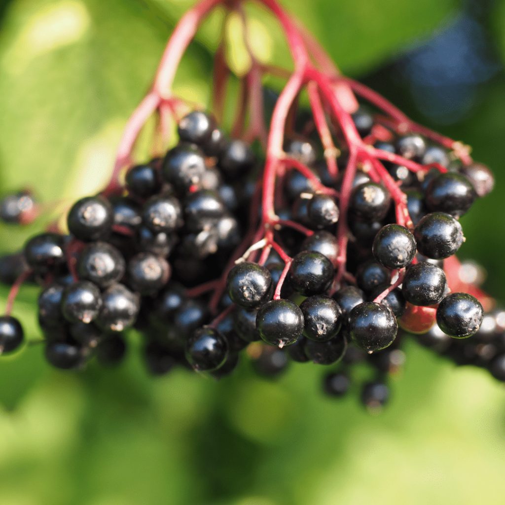 Κλείσιμο από μια δέσμη μαύρων Elderberries